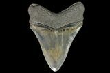Serrated, Fossil Megalodon Tooth - Beautiful Tooth #138995-2